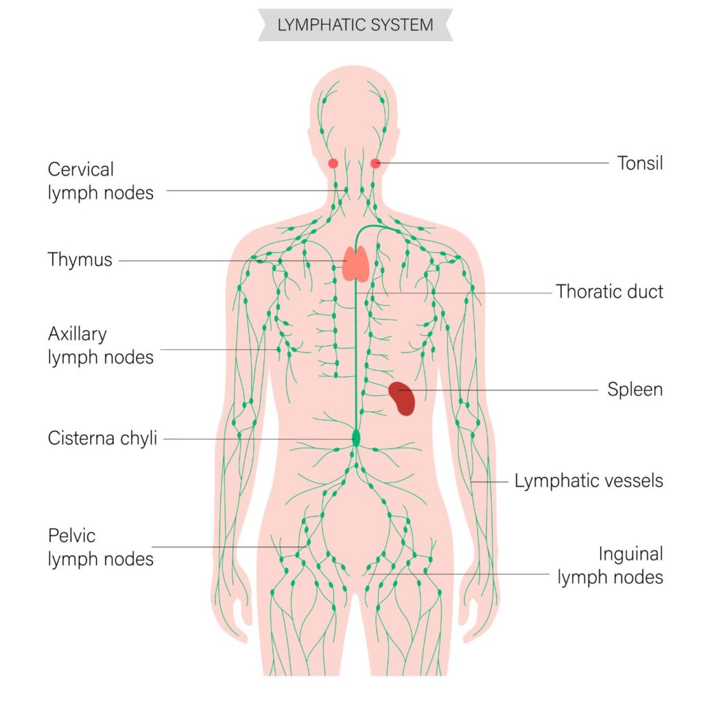 Lymphatic massage