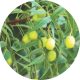 NEEM SEED OIL
